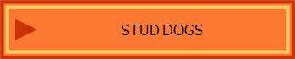 STUD DOGS