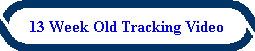 13 Week Old Tracking Video